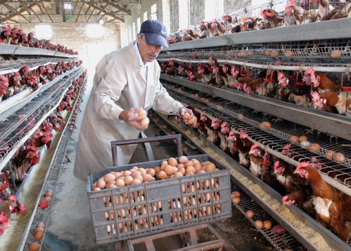 线财经频道-- 畜禽养殖股表现抢眼 华英农业再