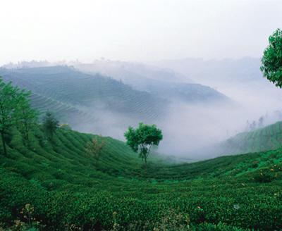 蒙顶山茶直供网催生茶叶"黄金洼地"