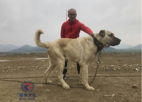 经频道--狗撬动行业杠杆,瑞格犬业联手坎高犬共