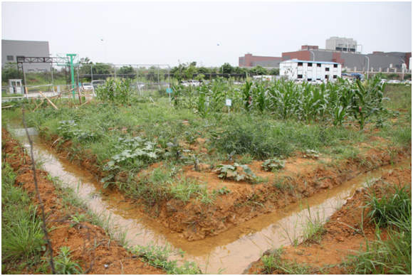 上海热线财经频道--伟创力成都果实累累