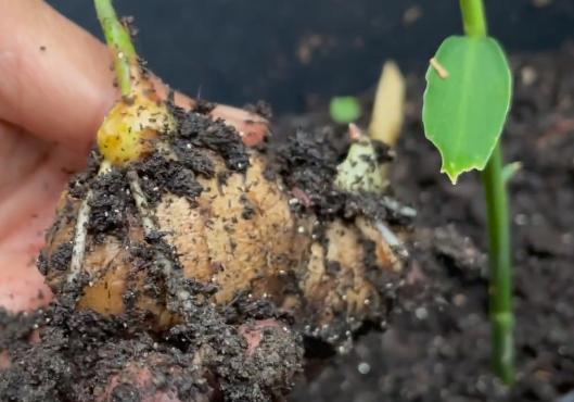 生姜怎么样才能发芽 IMG0025116ac85859957392715.jpg