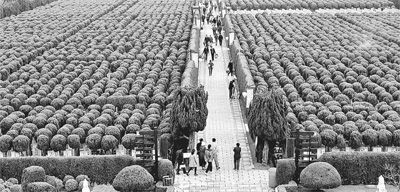 图为4月3日，上海一家墓地的一角。