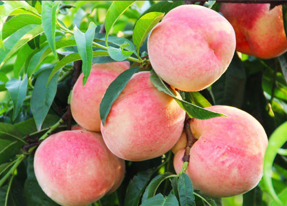 "新沂杯"全国赛桃会开幕在即,好戏连台不容错过!